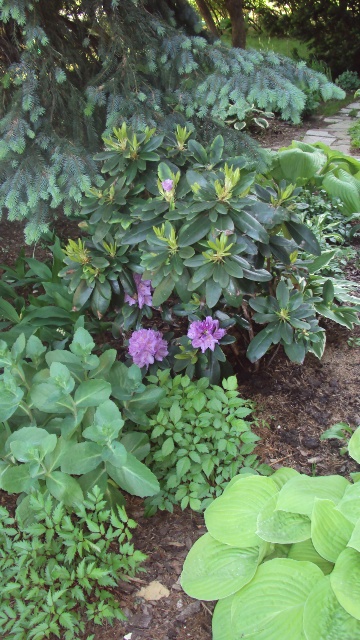 Catawbiense Grandiflorum 1.jpg