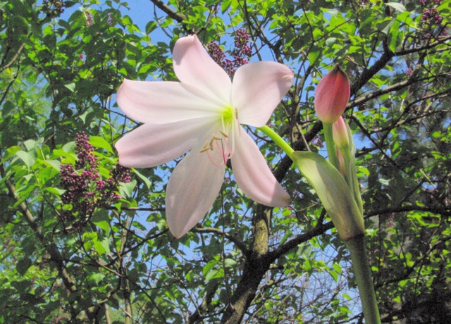 Pachnący na tle lilaka1.jpg