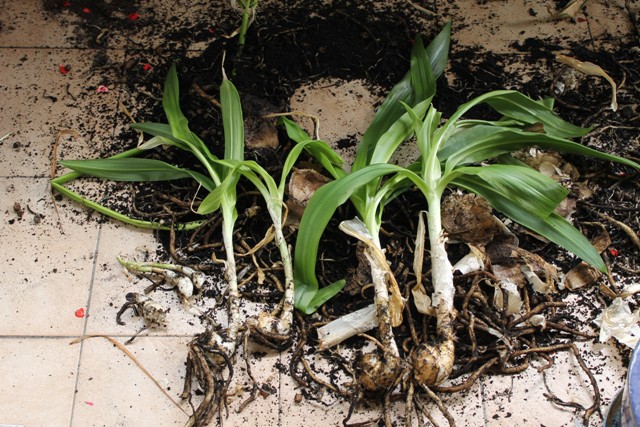 Crinum moorei 10.jpg